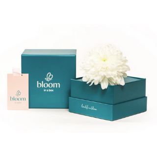 Bloom in a Box - White Chrysanthemum image